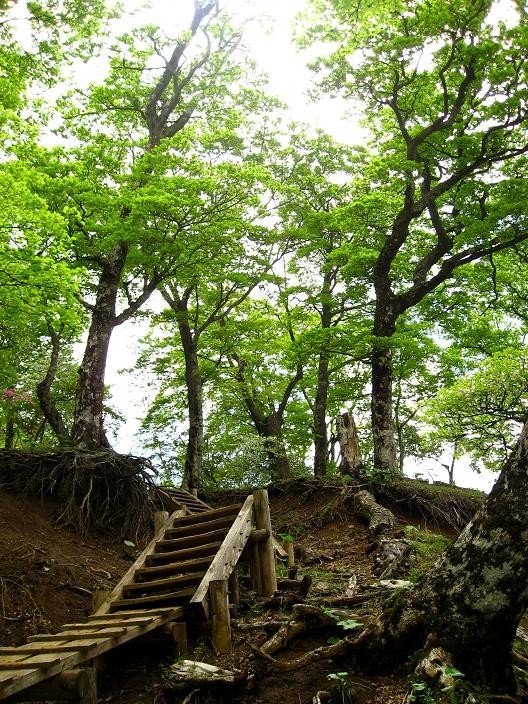 ツツジ新道の登山口周辺の新緑・ツツジ