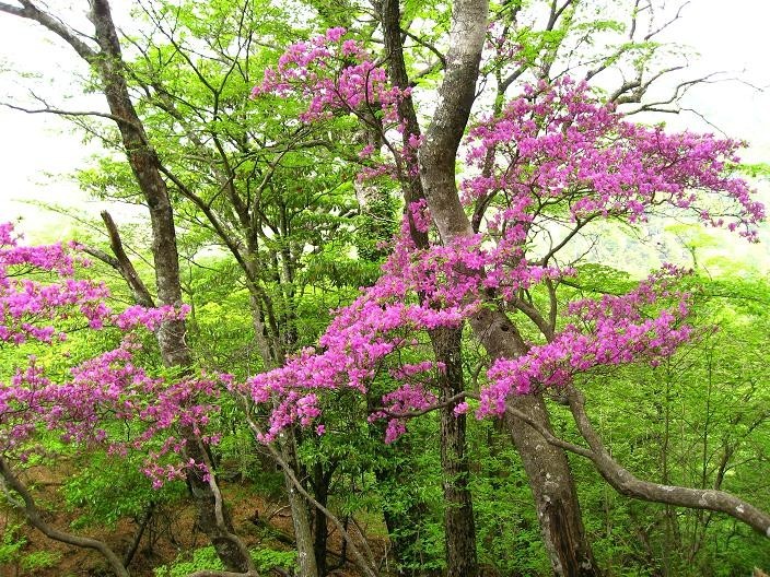 同角ノ頭ツツジの花