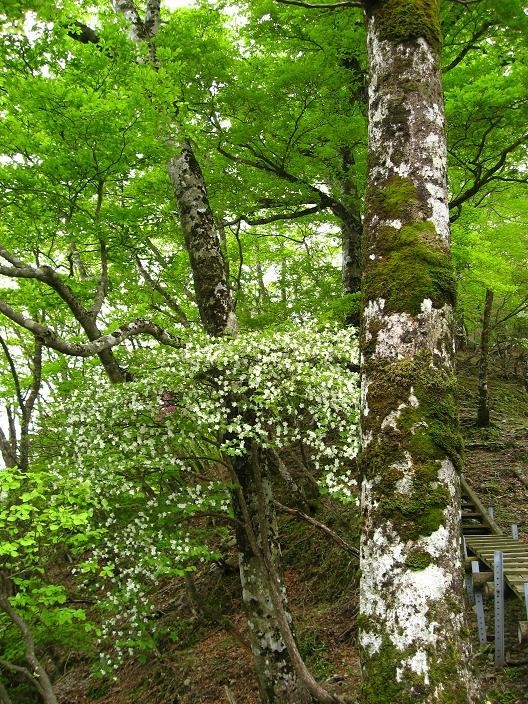  同角山稜シロヤシオ・ミツバツツジの木々