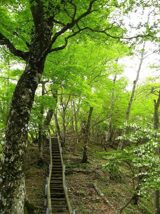 同角山稜ブナの新緑