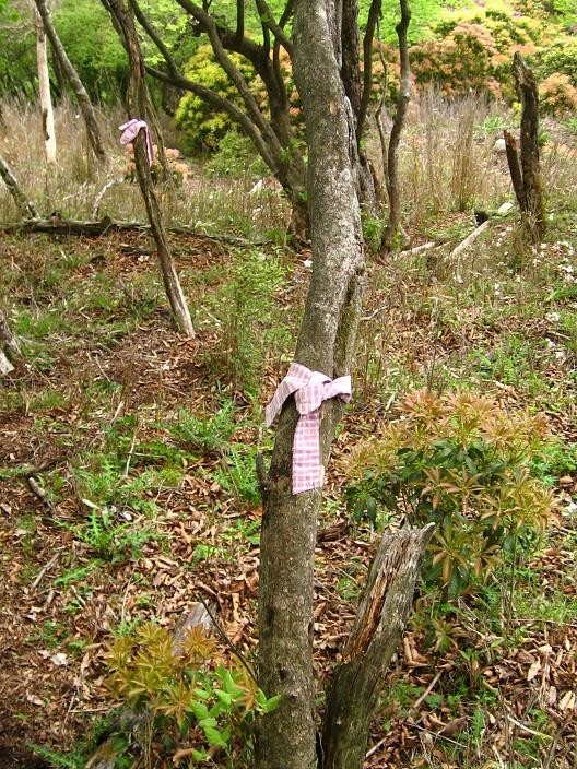 石小屋ノ頭から大石山への登山ルート