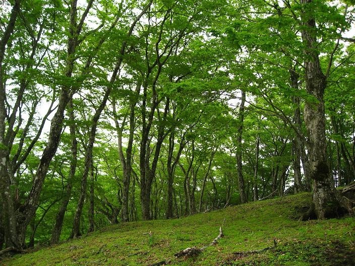 鍋割山登山道広場
