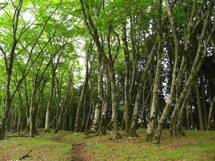 鍋割峠ブナ林