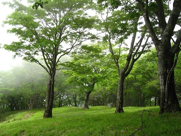 鍋割山の山頂が遠いルートの様子