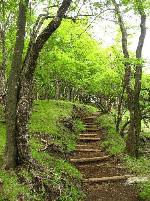 鍋割山稜の新緑
