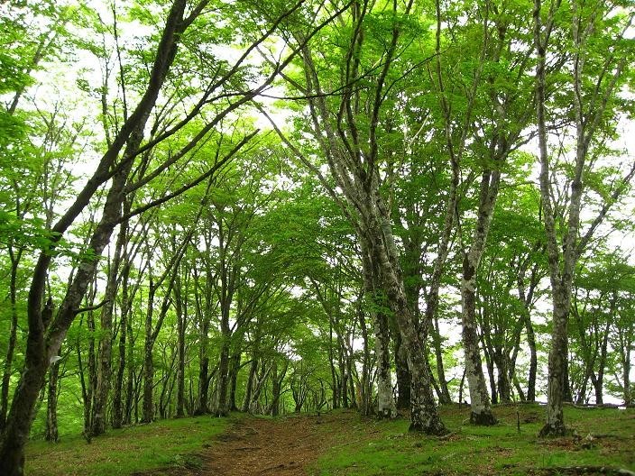 鍋割山～塔ノ岳への登山道雰囲気