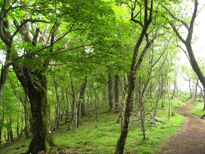 鍋割山稜のブナ林景色