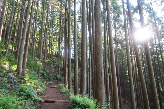 大倉高原山の家は標高約６００ｍに位置している山小屋キャンプ場