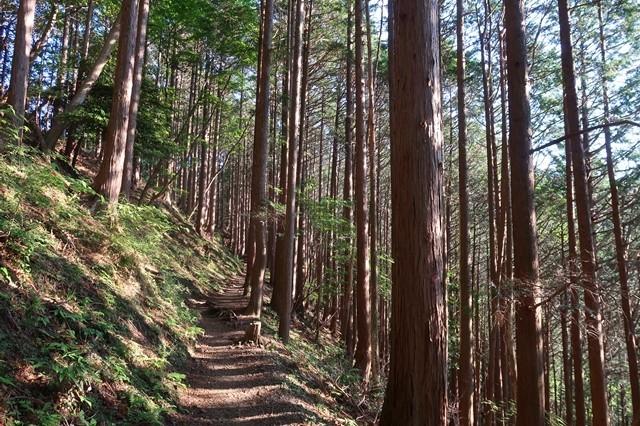 大倉のの新緑