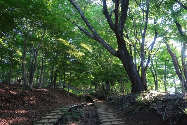 登山者が少ない大倉尾根