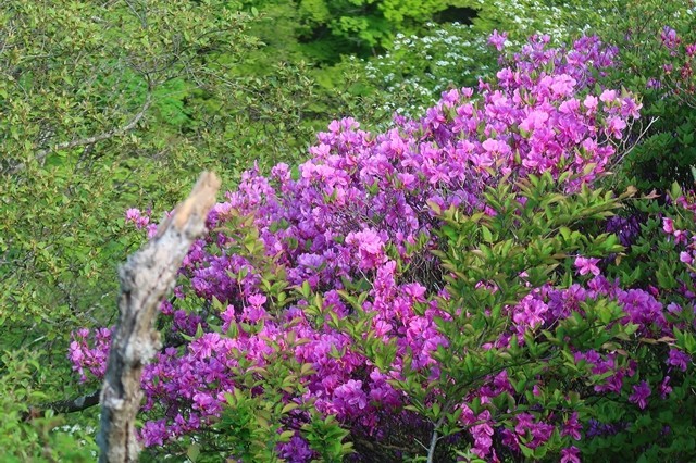 花立山荘～塔ノ岳の間ツツジの花