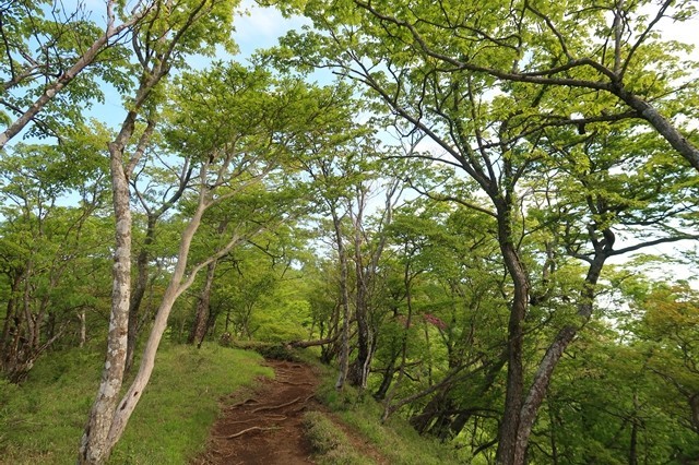 丹沢山塊最高峰である蛭ヶ岳ルートの様子