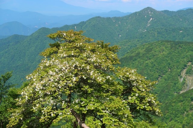 丹沢山登山道シロヤシオの花