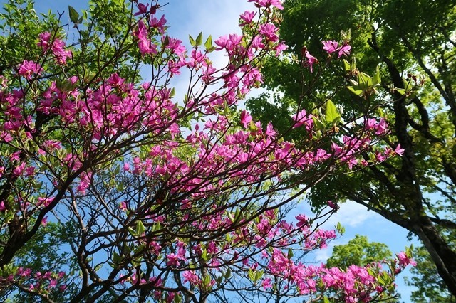 丹沢山登山道ミツバツヅジの花