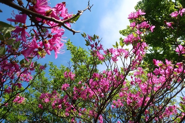 ミツバツヅジの花ツツジの季節