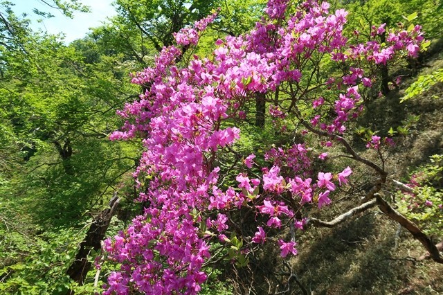 蛭ヶ岳山荘のルート上、結構ツツジの花が咲いていた