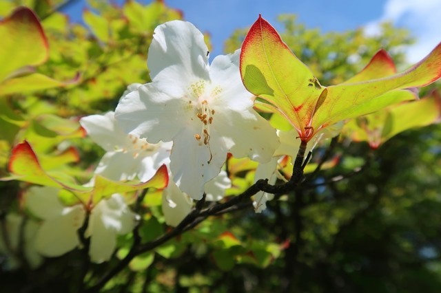 丹沢の名物シロヤシオがルート上で咲いている