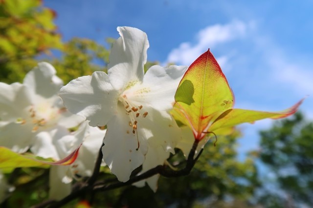 蛭ヶ岳山荘の直下周辺シロヤシオの木が多い