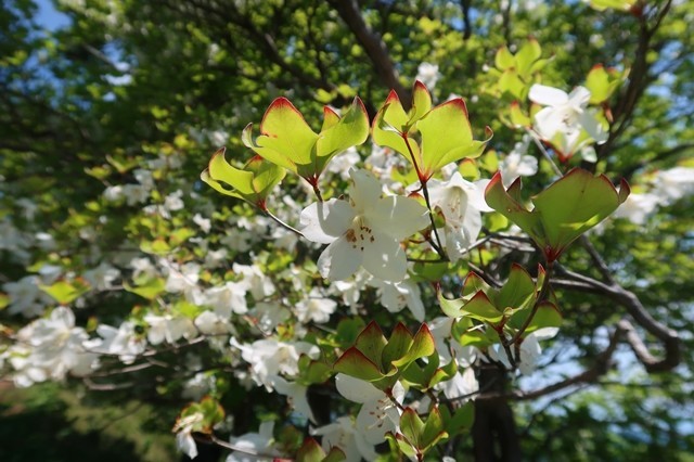 標高の高い蛭ヶ岳周辺シロヤシオのお花
