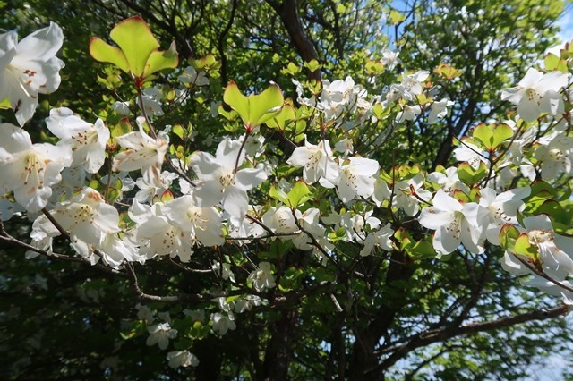シロヤシオのお花純白で綺麗