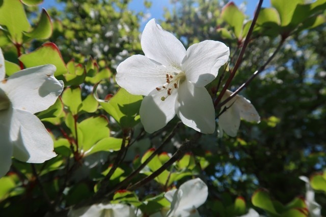 光と影があるシロヤシオ