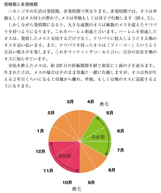 鹿の繁殖力