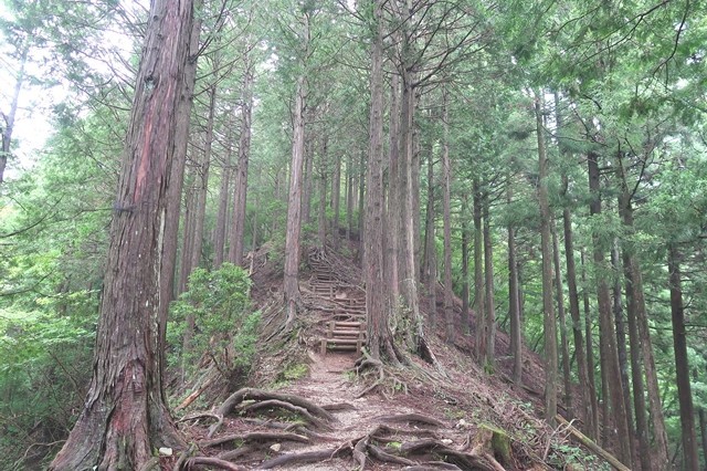 畦ヶ丸への登山道急坂が連続