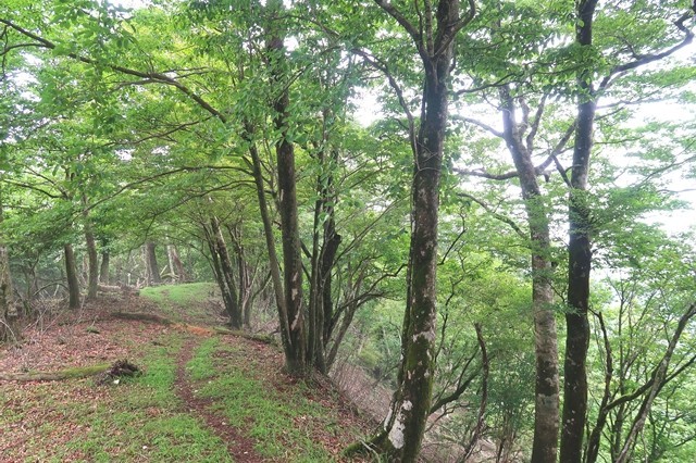 シャガクチ丸から水晶沢ノ頭までの登山コースとルートの様子