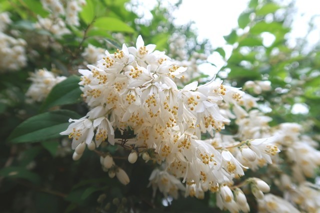 シャガクチ丸の白いお花