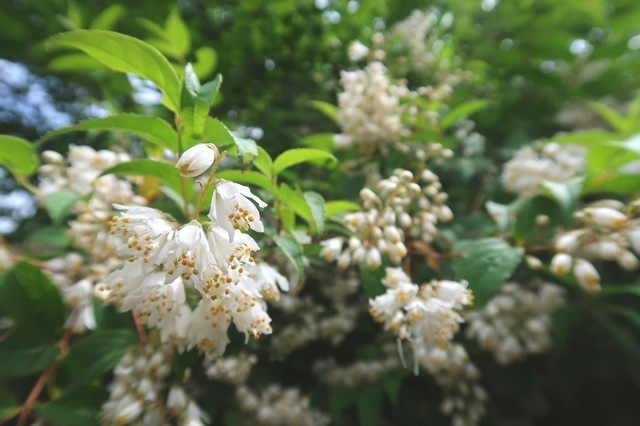 木々の周辺綺麗で可愛いお花