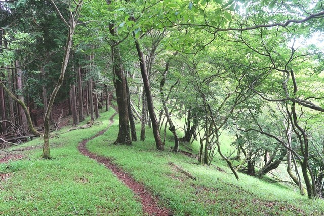 シャガクチ丸から水晶沢ノ頭までのルート樹林帯歩き