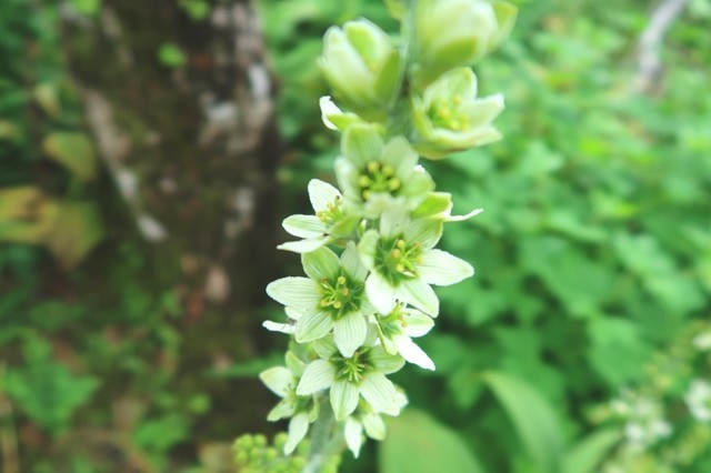大室山周辺バケイソウの花