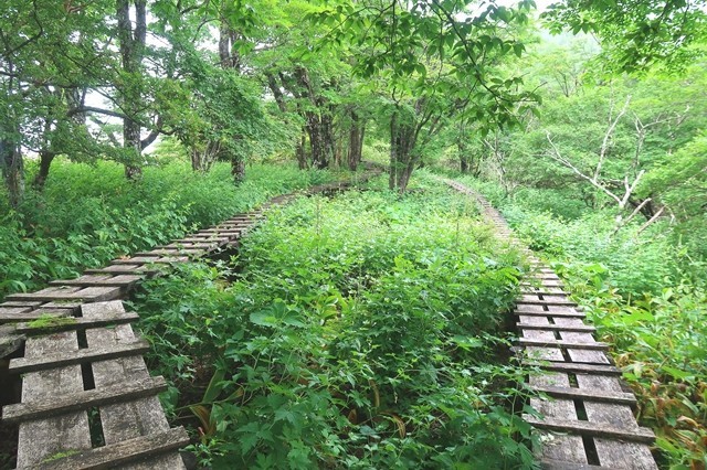 木道の整備大室山