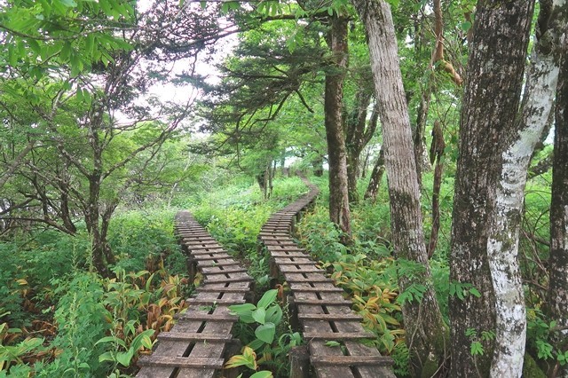 加入道山登山登山道木道