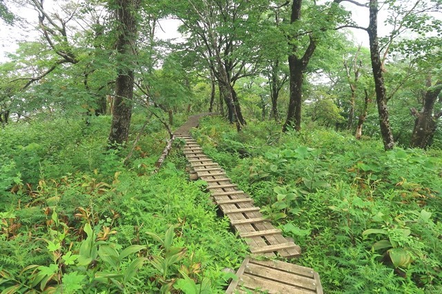 犬越路までのルート上の木道