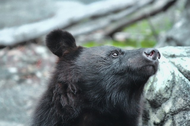 ツキノワグマのアップの写真