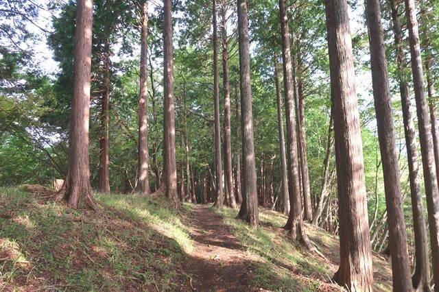 櫟山から栗ノ木洞ルート