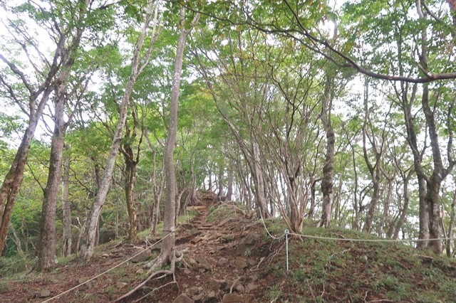 後沢乗越鍋割山登山ルート