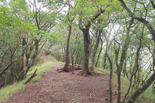 鍋割山のルート上の樹林帯