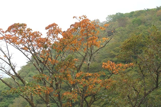 鍋割山の登山ルート上の木々が紅葉している