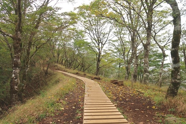 鍋割山の登山道木道箇所