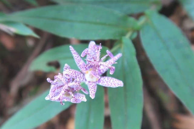 鍋割峠紫色の花