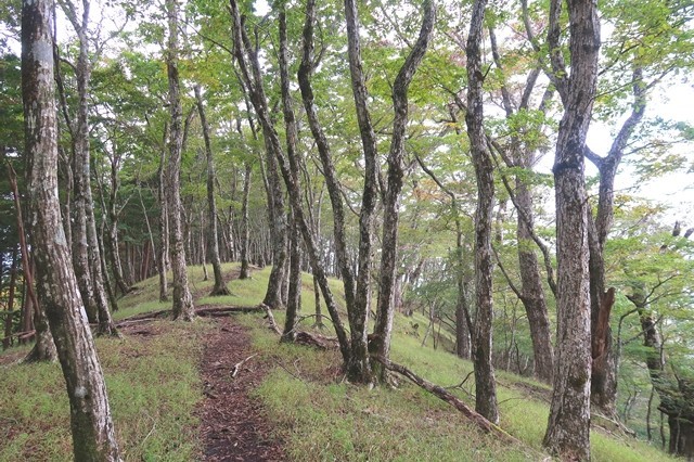 ブナ林広がる登山道