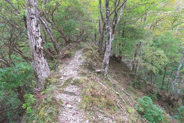 檜岳山稜痩せ尾根ルート