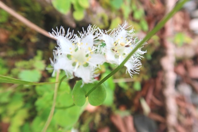 檜岳山稜のお花