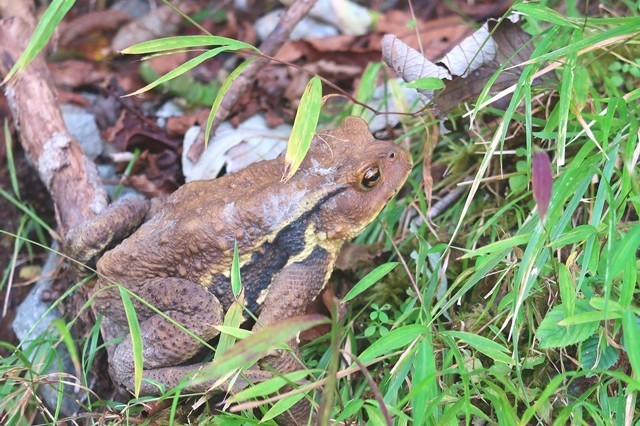 檜岳山稜のカエル