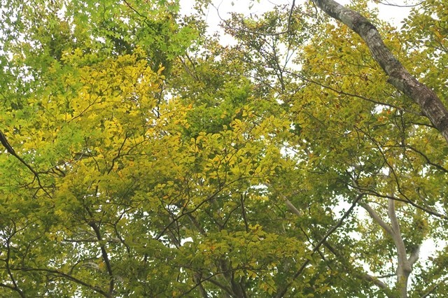 雨山から檜岳山稜ルート上の木々が紅葉