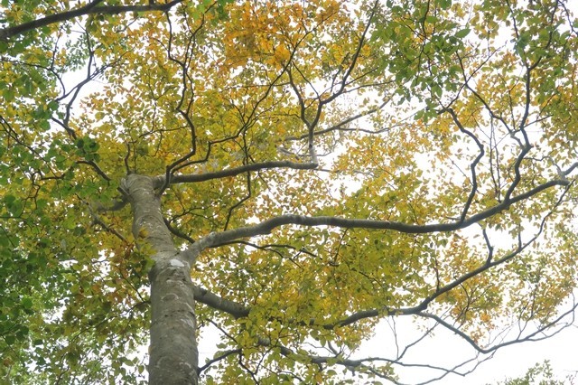 １０月下旬頃が檜岳山稜の紅葉が綺麗