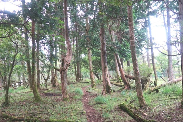 檜岳山稜登山道