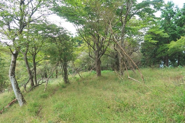 伊勢沢ノ頭から秦野峠登山道の様子